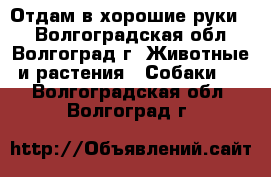 Отдам в хорошие руки.  - Волгоградская обл., Волгоград г. Животные и растения » Собаки   . Волгоградская обл.,Волгоград г.